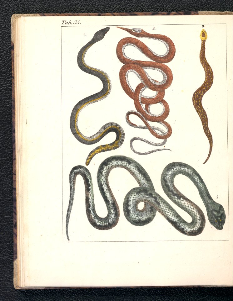 Galerya obrazowa zwierzat 1839 (105543372)