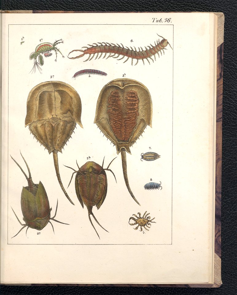 Galerya obrazowa zwierzat 1839 (105543375)