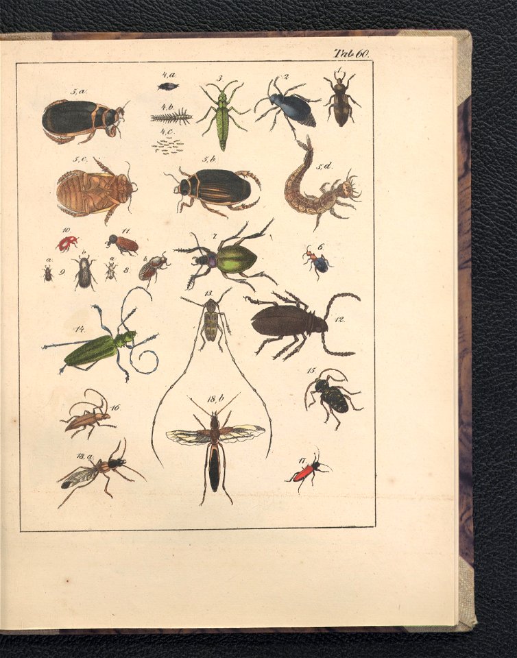 Galerya obrazowa zwierzat 1839 (105543477)
