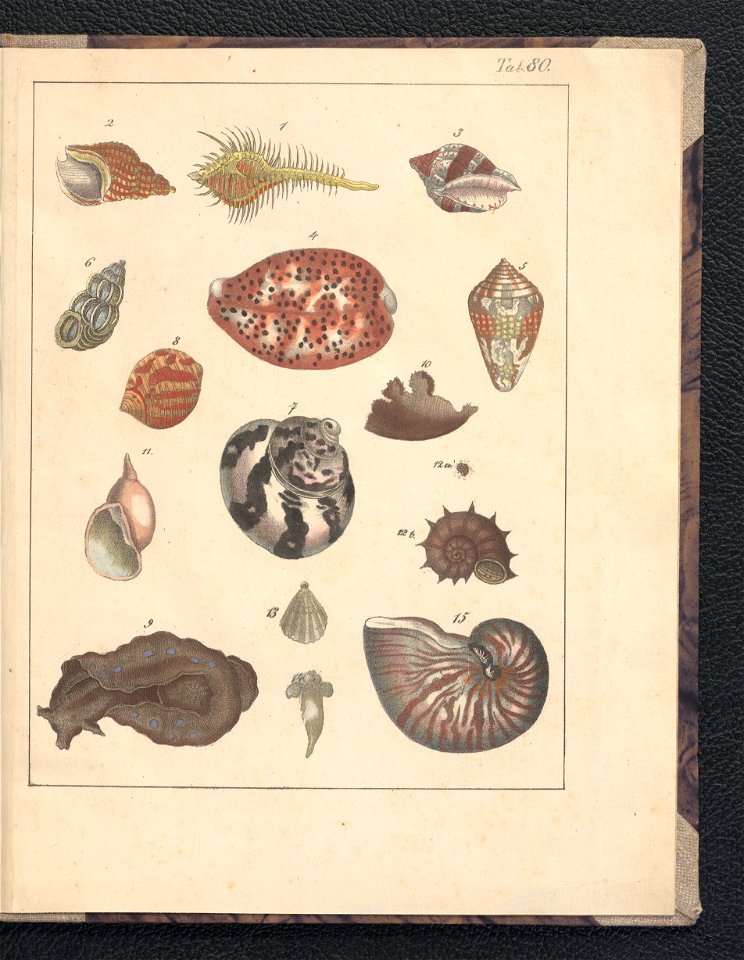 Galerya obrazowa zwierzat 1839 (105543545)