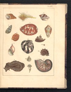 Galerya obrazowa zwierzat 1839 (105543545)