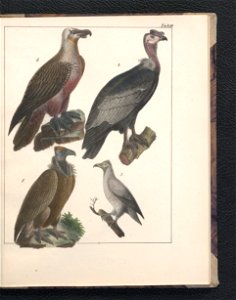 Galerya obrazowa zwierzat 1839 (105543422)