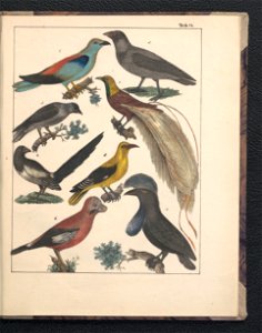 Galerya obrazowa zwierzat 1839 (105543530)