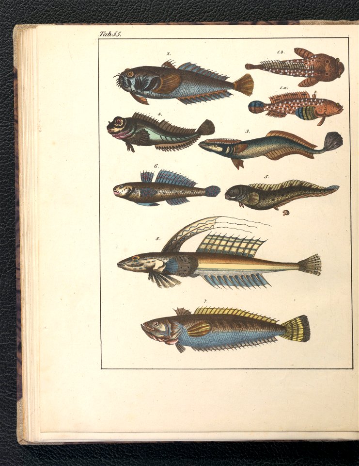 Galerya obrazowa zwierzat 1839 (105543453)