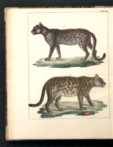 Galerya obrazowa zwierzat 1839 (105543418)