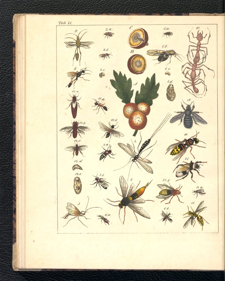 Galerya obrazowa zwierzat 1839 (105543525)
