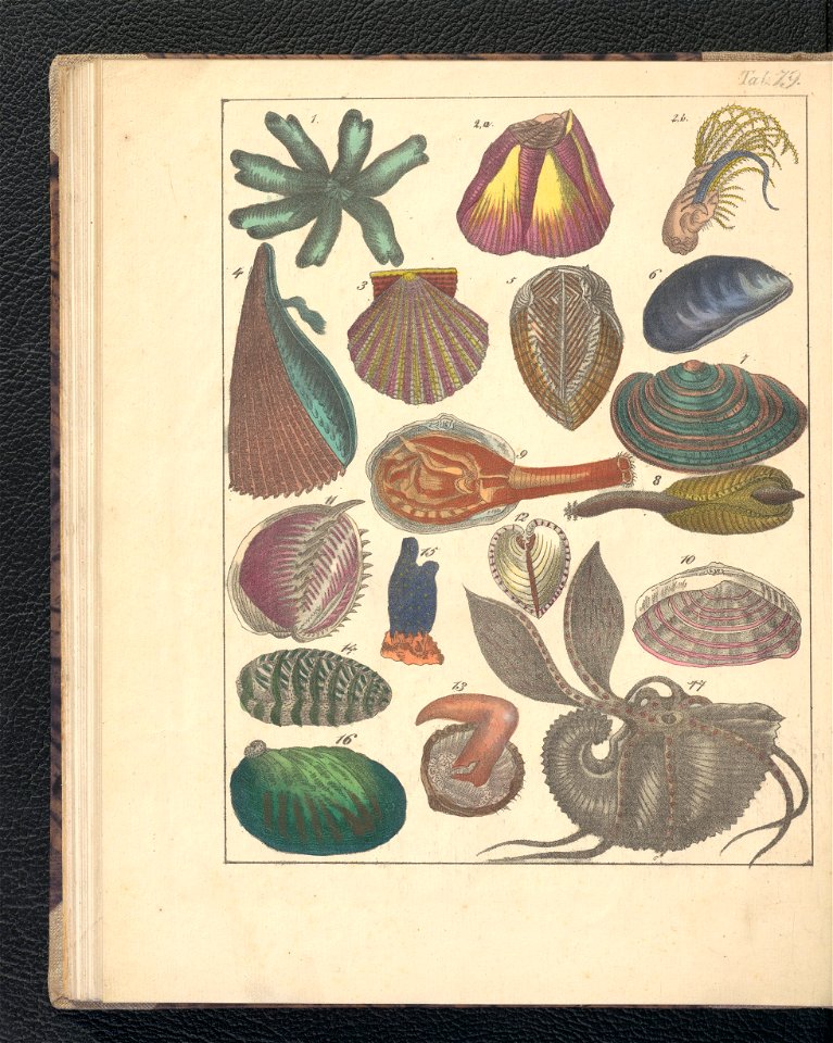 Galerya obrazowa zwierzat 1839 (105543544)