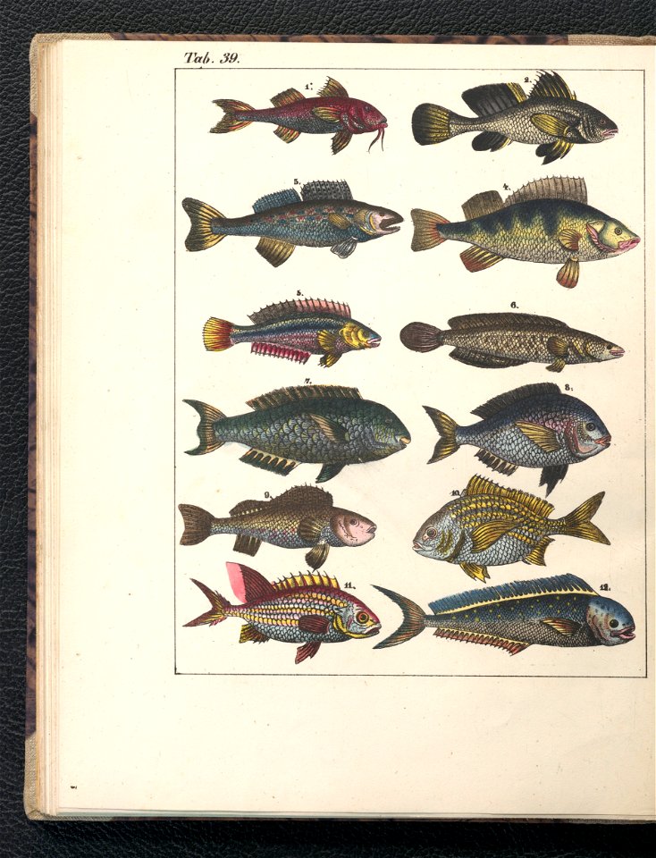 Galerya obrazowa zwierzat 1839 (105543392)