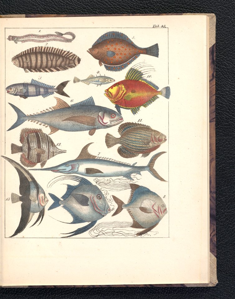 Galerya obrazowa zwierzat 1839 (105543407)
