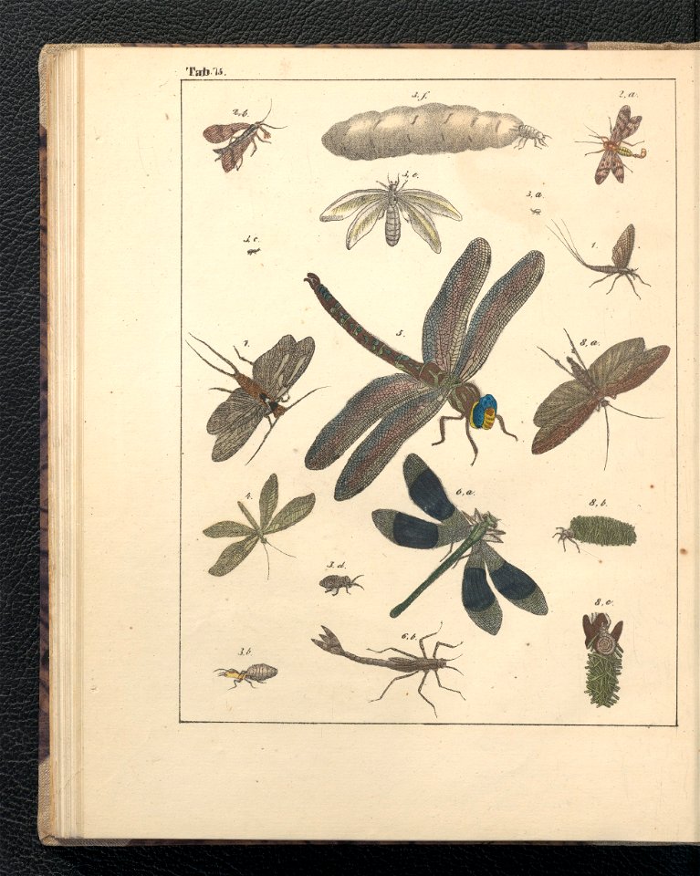 Galerya obrazowa zwierzat 1839 (105543533)