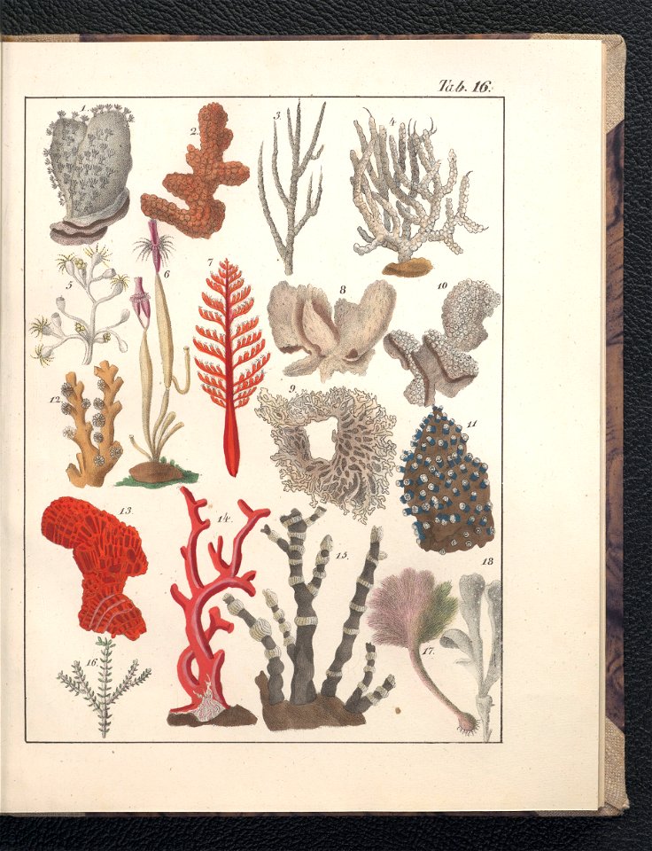Galerya obrazowa zwierzat 1839 (105543266)