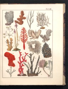 Galerya obrazowa zwierzat 1839 (105543266)