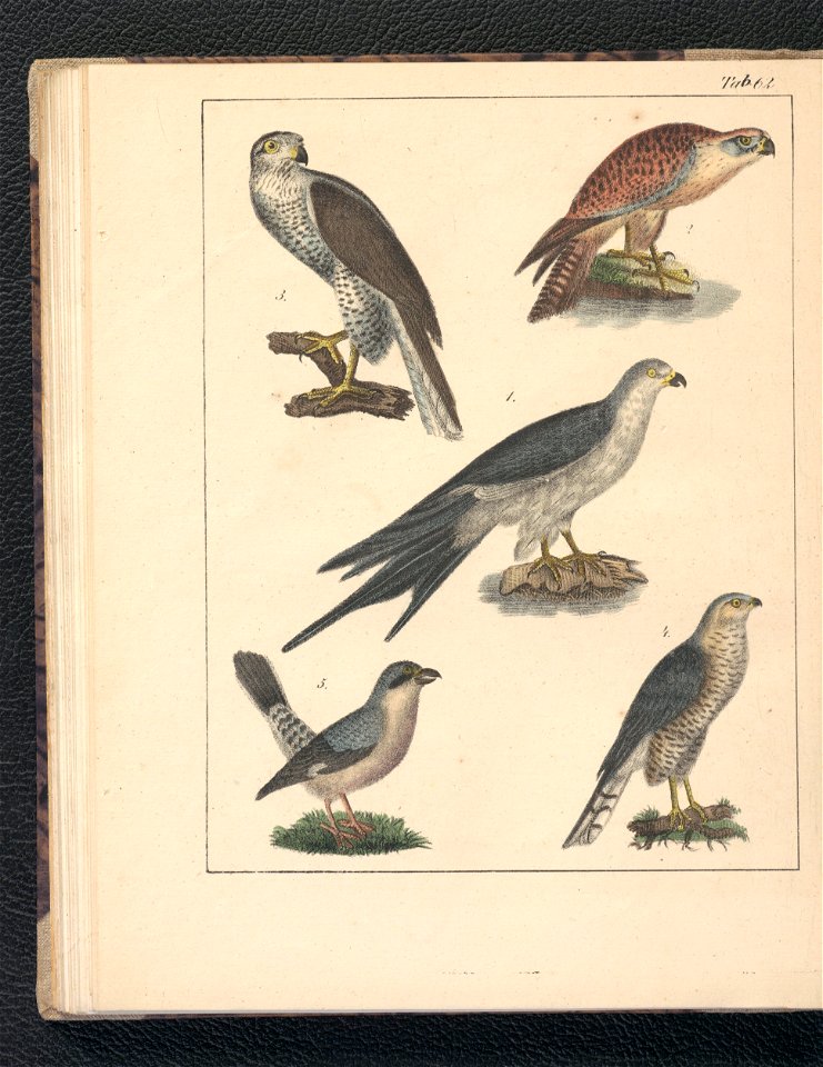Galerya obrazowa zwierzat 1839 (105543491)
