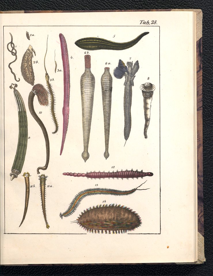 Galerya obrazowa zwierzat 1839 (105543331)
