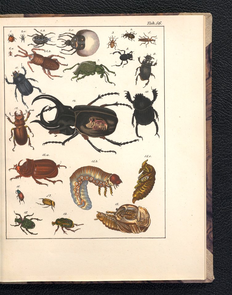 Galerya obrazowa zwierzat 1839 (105543456)
