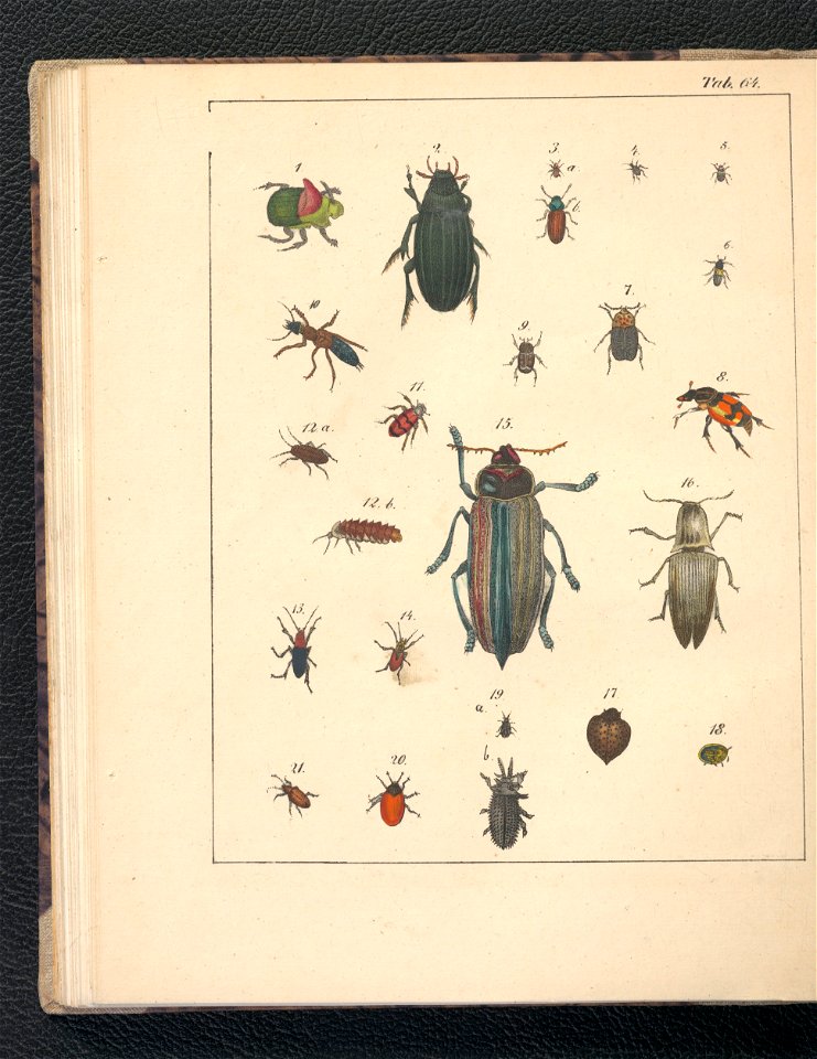 Galerya obrazowa zwierzat 1839 (105543504)