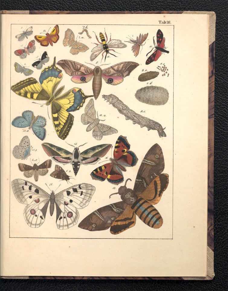 Galerya obrazowa zwierzat 1839 (105543535)