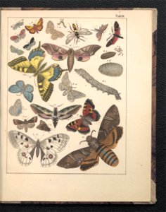 Galerya obrazowa zwierzat 1839 (105543535)