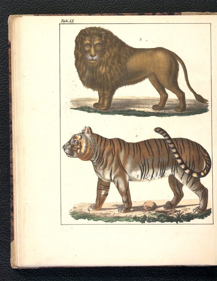Galerya obrazowa zwierzat 1839 (105543442)