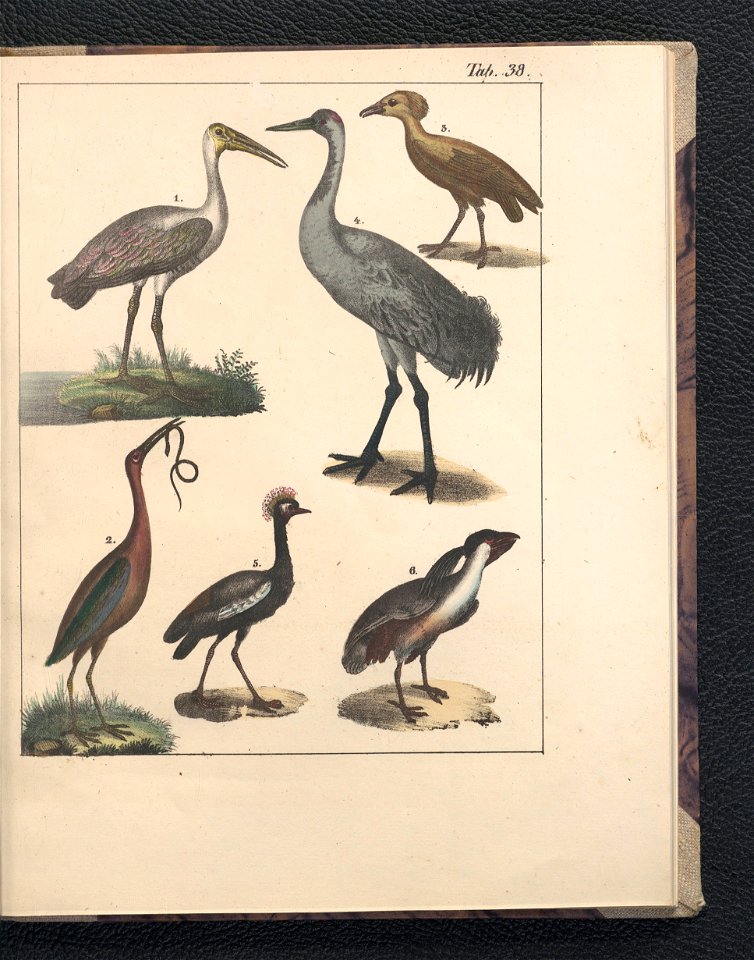 Galerya obrazowa zwierzat 1839 (105543387)