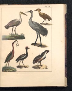 Galerya obrazowa zwierzat 1839 (105543387)