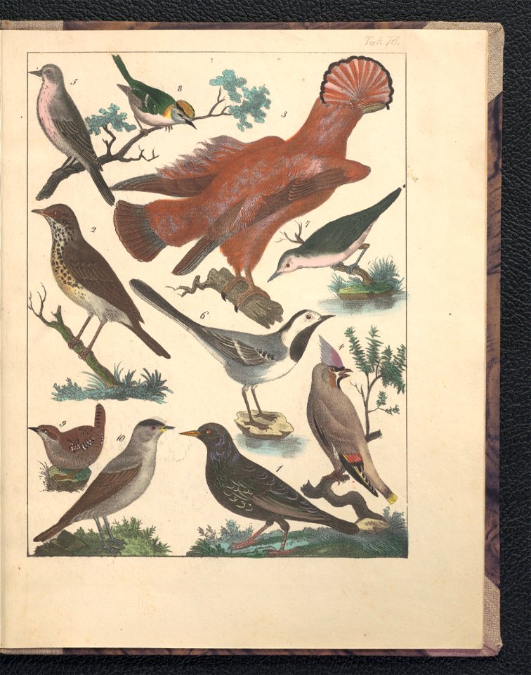 Galerya obrazowa zwierzat 1839 (105543540)