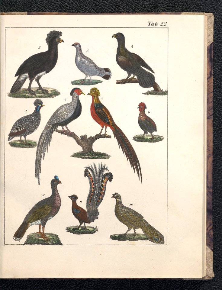 Galerya obrazowa zwierzat 1839 (105543300)