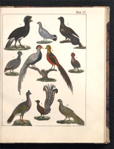 Galerya obrazowa zwierzat 1839 (105543300)