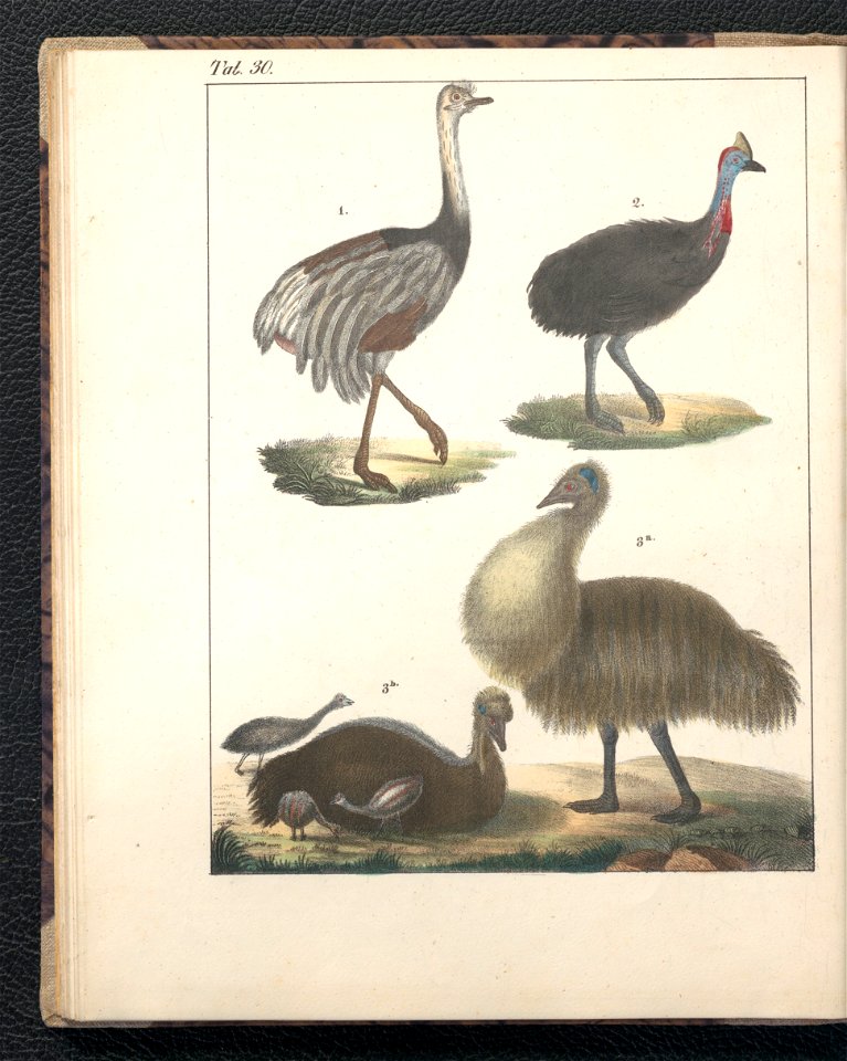 Galerya obrazowa zwierzat 1839 (105543343)