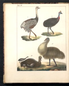 Galerya obrazowa zwierzat 1839 (105543343)