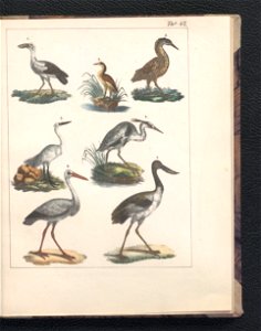 Galerya obrazowa zwierzat 1839 (105543397)