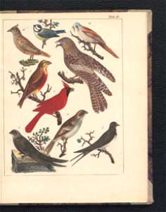 Galerya obrazowa zwierzat 1839 (105543522)
