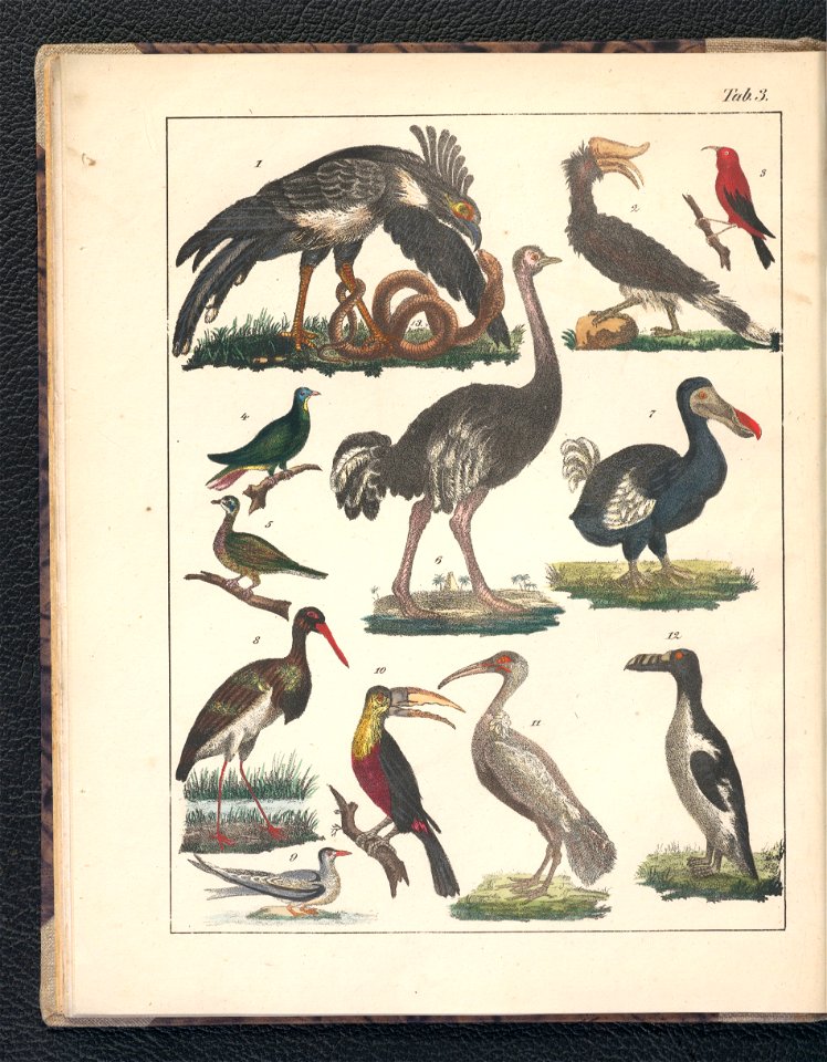 Galerya obrazowa zwierzat 1839 (105543175)