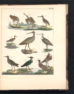 Galerya obrazowa zwierzat 1839 (105543405)