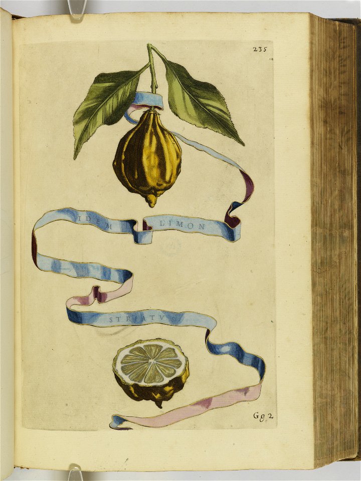Hesperides sive de malorvm avreorvm cvltvra et vsv libri quatuor 1646 (6158388)