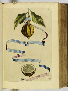 Hesperides sive de malorvm avreorvm cvltvra et vsv libri quatuor 1646 (6158388)