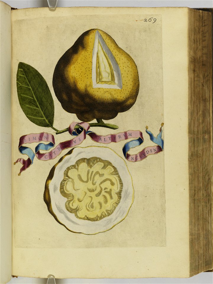 Hesperides sive de malorvm avreorvm cvltvra et vsv libri quatuor 1646 (6158755)