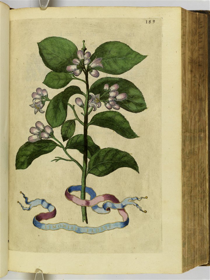 Hesperides sive de malorvm avreorvm cvltvra et vsv libri quatuor 1646 (6157911)