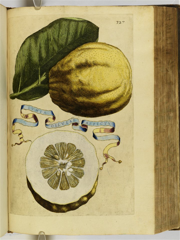 Hesperides sive de malorvm avreorvm cvltvra et vsv libri quatuor 1646 (6159358)