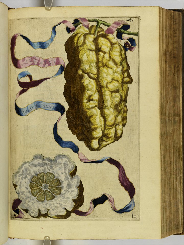 Hesperides sive de malorvm avreorvm cvltvra et vsv libri quatuor 1646 (6158539)