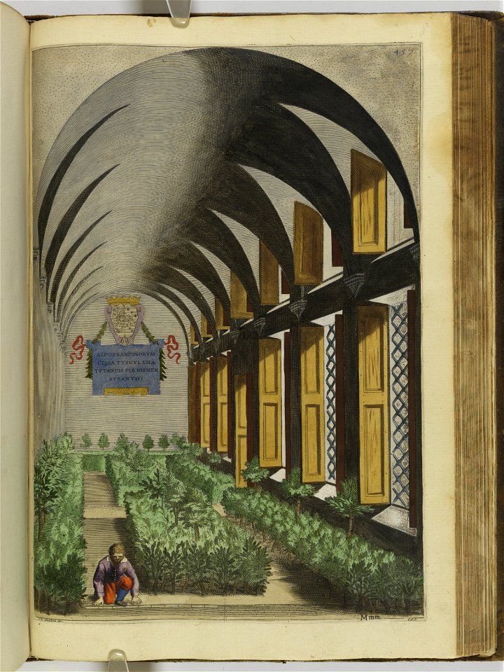 Hesperides sive de malorvm avreorvm cvltvra et vsv libri quatuor 1646 (6160495)