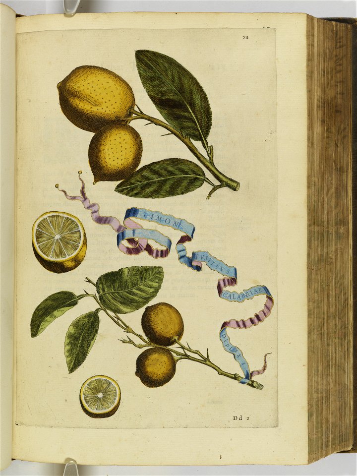 Hesperides sive de malorvm avreorvm cvltvra et vsv libri quatuor 1646 (6158139)