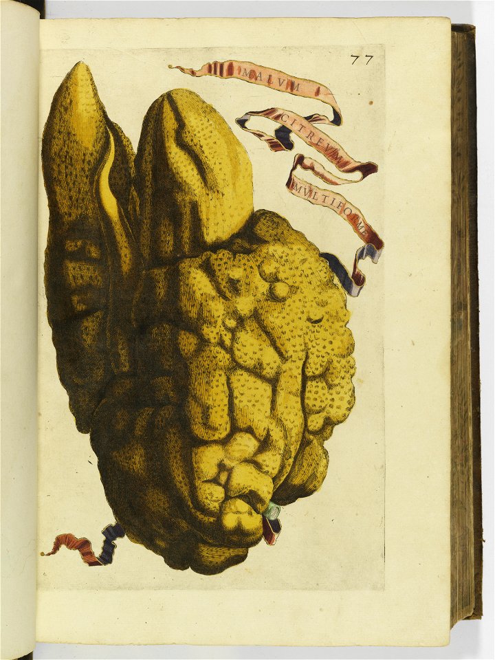 Hesperides sive de malorvm avreorvm cvltvra et vsv libri quatuor 1646 (6157117)