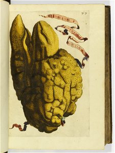 Hesperides sive de malorvm avreorvm cvltvra et vsv libri quatuor 1646 (6157117)