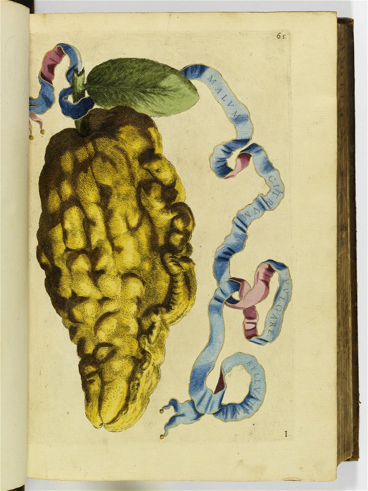 Hesperides sive de malorvm avreorvm cvltvra et vsv libri quatuor 1646 (6157011)