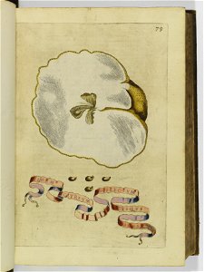 Hesperides sive de malorvm avreorvm cvltvra et vsv libri quatuor 1646 (6157144)