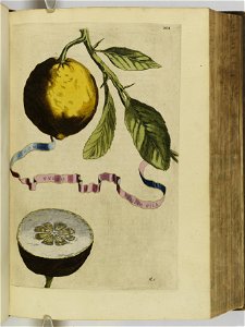 Hesperides sive de malorvm avreorvm cvltvra et vsv libri quatuor 1646 (6158036)