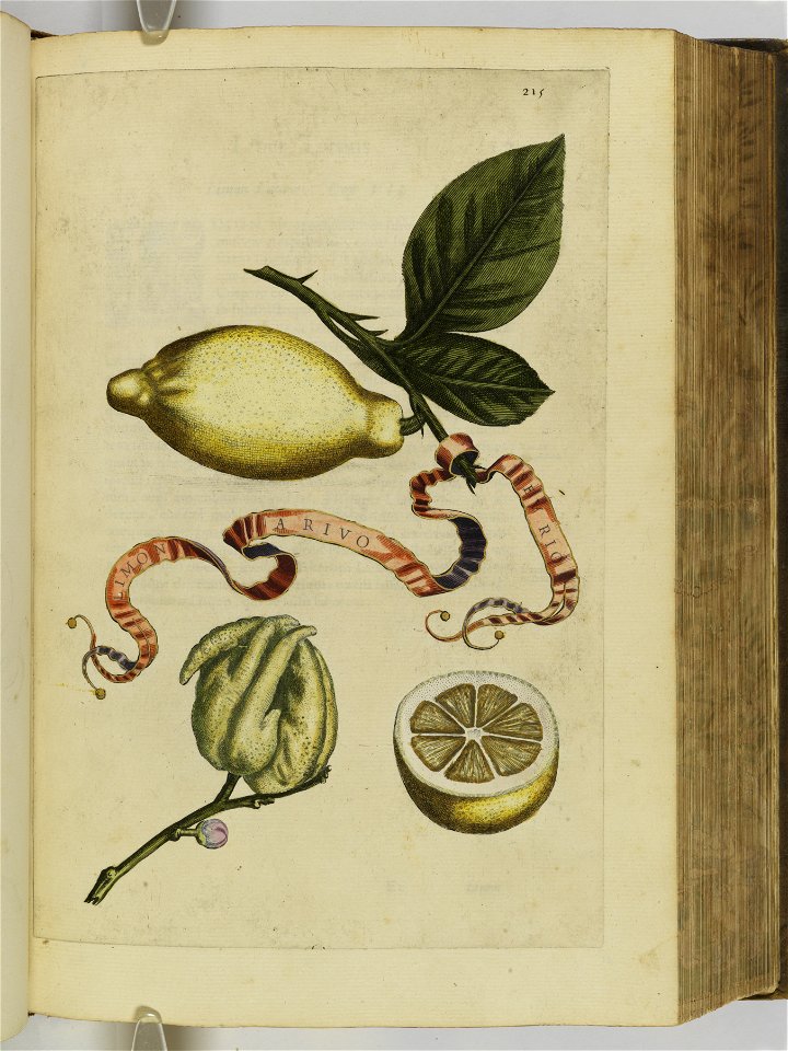 Hesperides sive de malorvm avreorvm cvltvra et vsv libri quatuor 1646 (6158174)