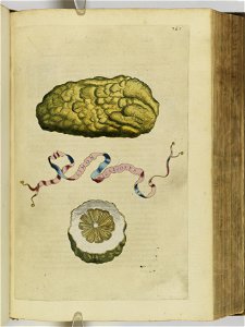 Hesperides sive de malorvm avreorvm cvltvra et vsv libri quatuor 1646 (6158666)
