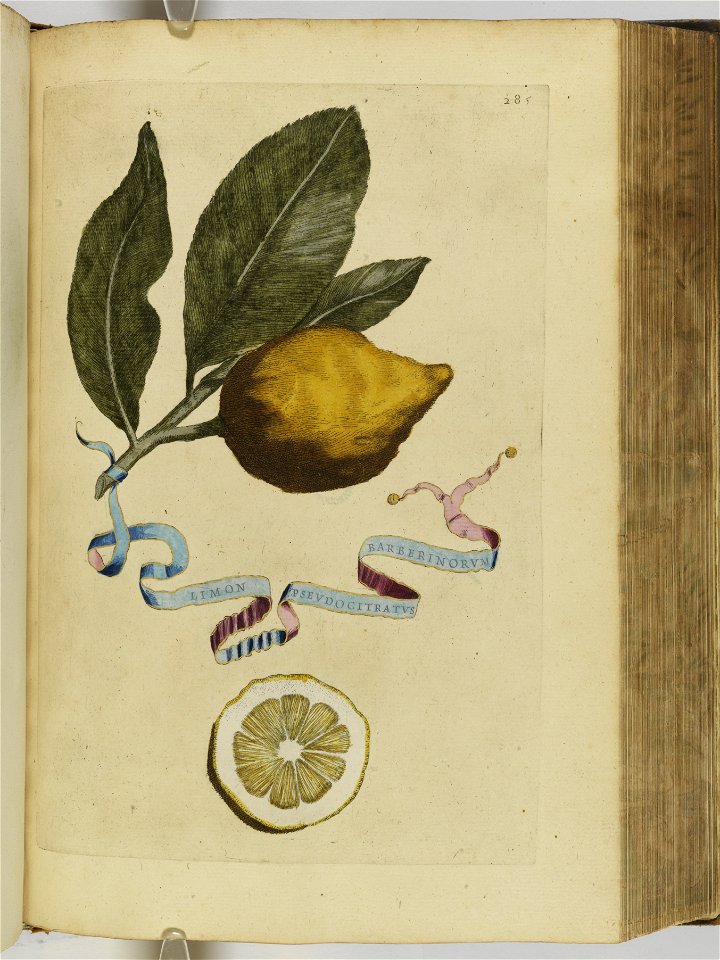Hesperides sive de malorvm avreorvm cvltvra et vsv libri quatuor 1646 (6158916)